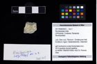 Foto (Objekt + Etikett) von Munidopsidae indet.  (NHMW-GEO-2017-0089-0023)